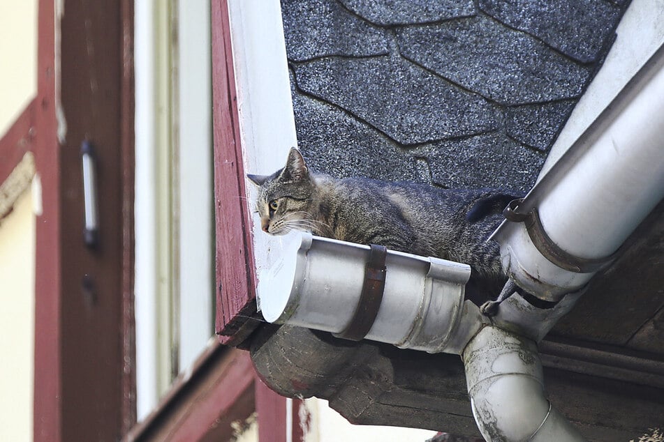 Nicht jede Katze auf Dachrinne oder Fenstersims steckt automatisch fest - manchmal findet sie den Rückweg allein.