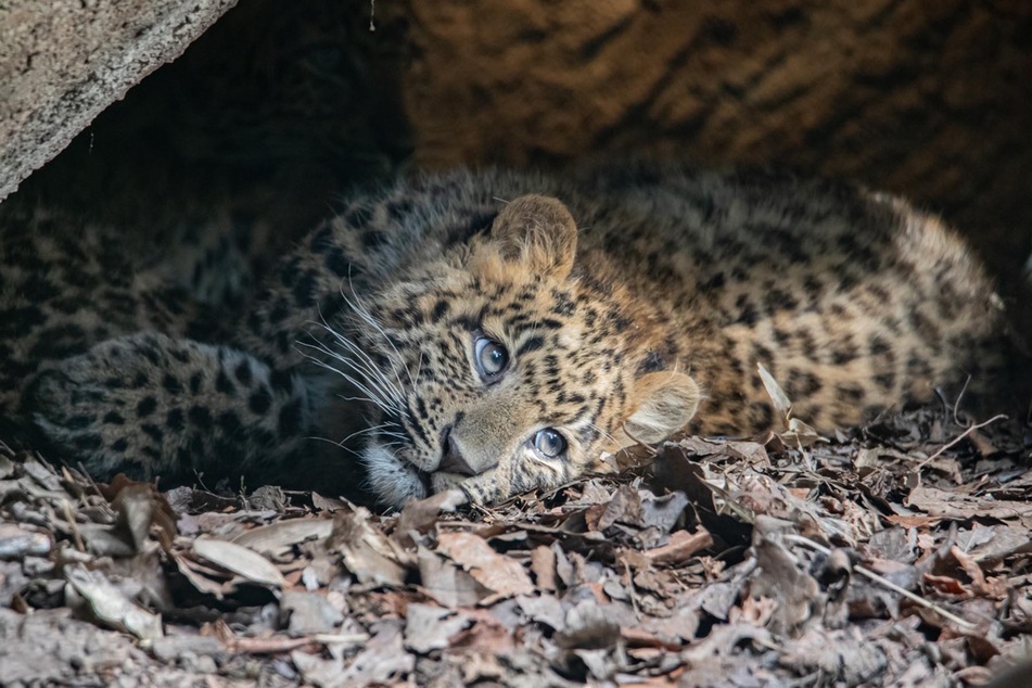 Die Leoparden-Babys fühlen sich im Außengehege immer wohler.