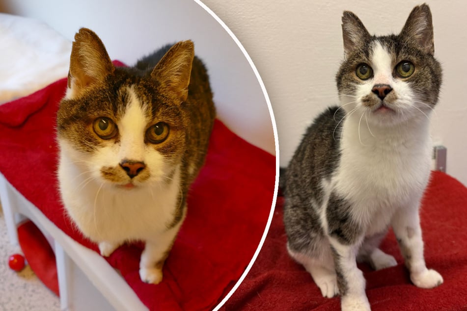 Der taube Dumbo hofft auf einen Platz in Wohnungshaltung.