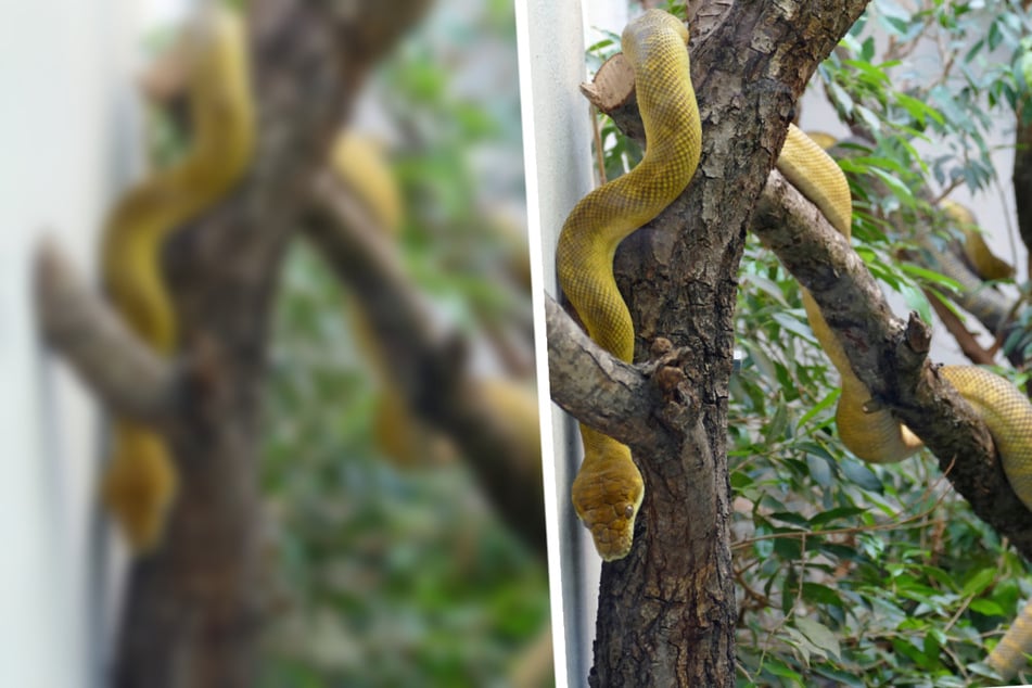 Frankfurt: Extrem seltener Neuzugang: Diese Schlange gibt es in Deutschland nur im Frankfurter Zoo