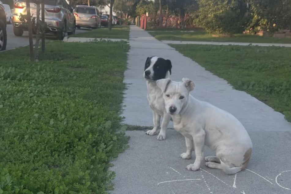 Oba psi seděli dny dlouho osaměle u silnice.