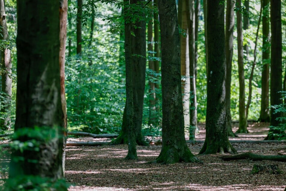 In einem Waldstück soll der Tatverdächtige (22) die 59-Jährige sexuell missbraucht haben. (Symbolbild)