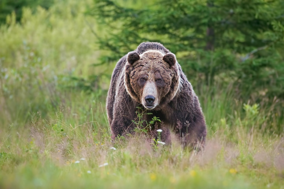 Der in den Karpaten von einem Bären angegriffene Tierfilmer Andreas Kieling betont, dass Bären eigentlich scheue Tiere seien. Er selbst habe letztlich eine Grenze überschritten. Das Tier treffe keine Schuld. (Symbolbild)