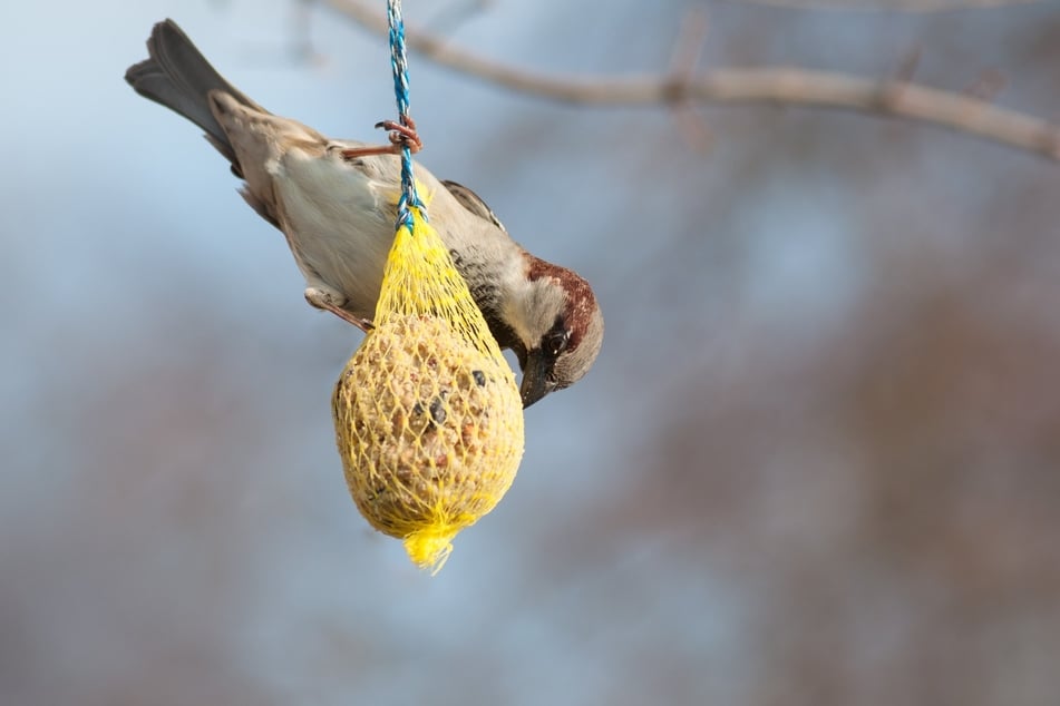 Hängt man Meisenknödel in die Umgebung, kann man Vögel zum Vogelhaus locken.