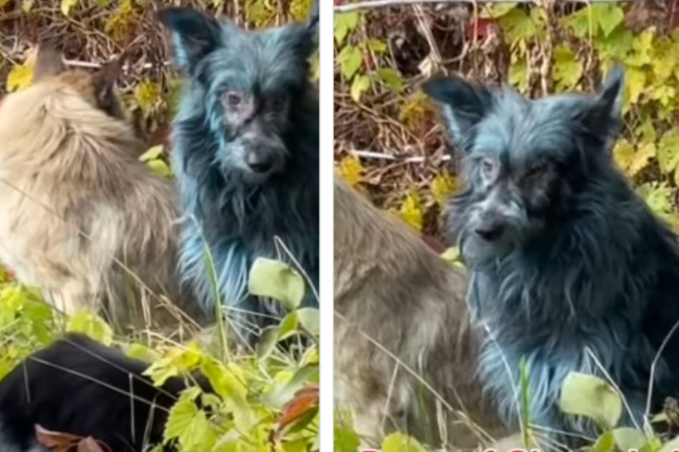 Vor allem im Vergleich zu anderen Hunden ist die merkwürdige Fellfarbe sehr auffällig.