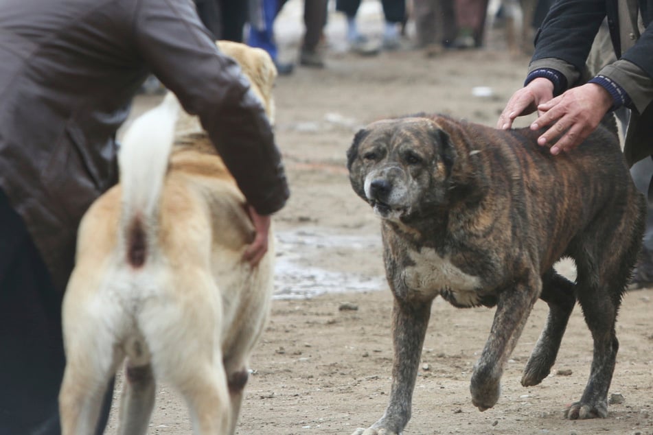 In Cottbus sind zwei Hundehalter aneinandergeraten. (Symbolbild)