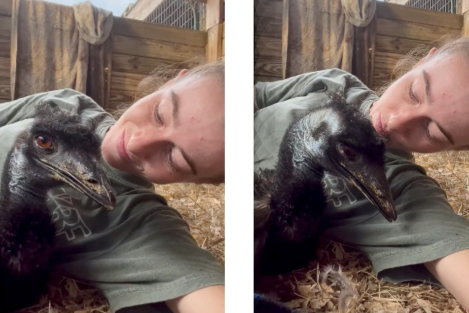 Emmanuel the emu appears alert in the latest video posted by his best friend and owner Taylor Blake.