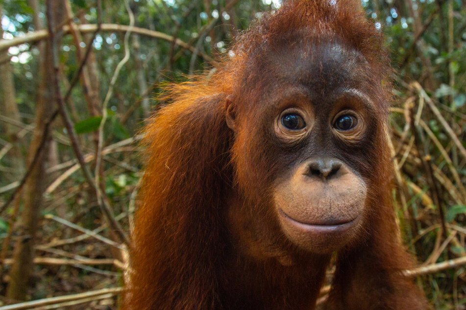 Orang-Utan von Besitzer mit Drogen vollgepumpt - doch dann kam die Rettung!