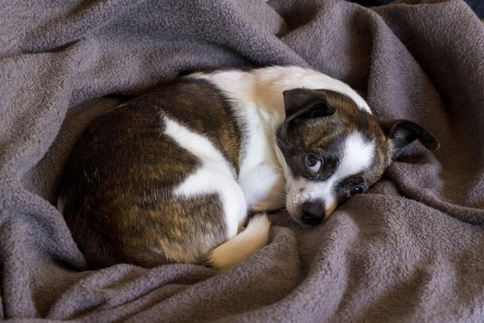 Ein Chihuahua auf einer Wolldecke: Beim Kauf von Welpen sollte man Umsicht walten lassen. Anerkannte Züchter und Tierheime sind gute Adressen. Vorsicht bei Kleinanzeigen im Internet! (Symbolbild)