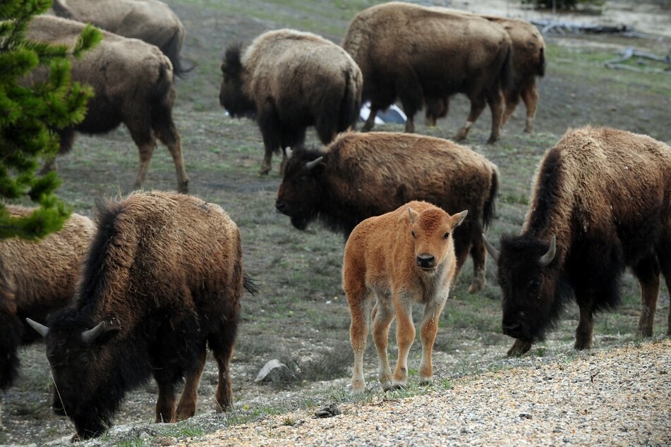 A woman was attacked by a bison on Monday at Yellowstone National Park after approaching the animal.