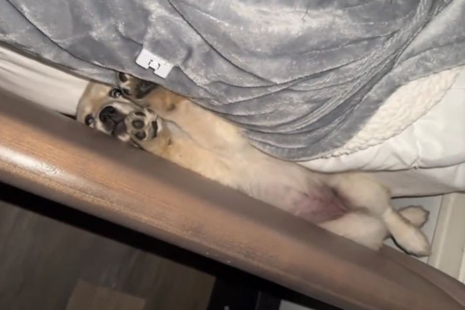This golden rolled into the crack of the bed and couldn't get out.