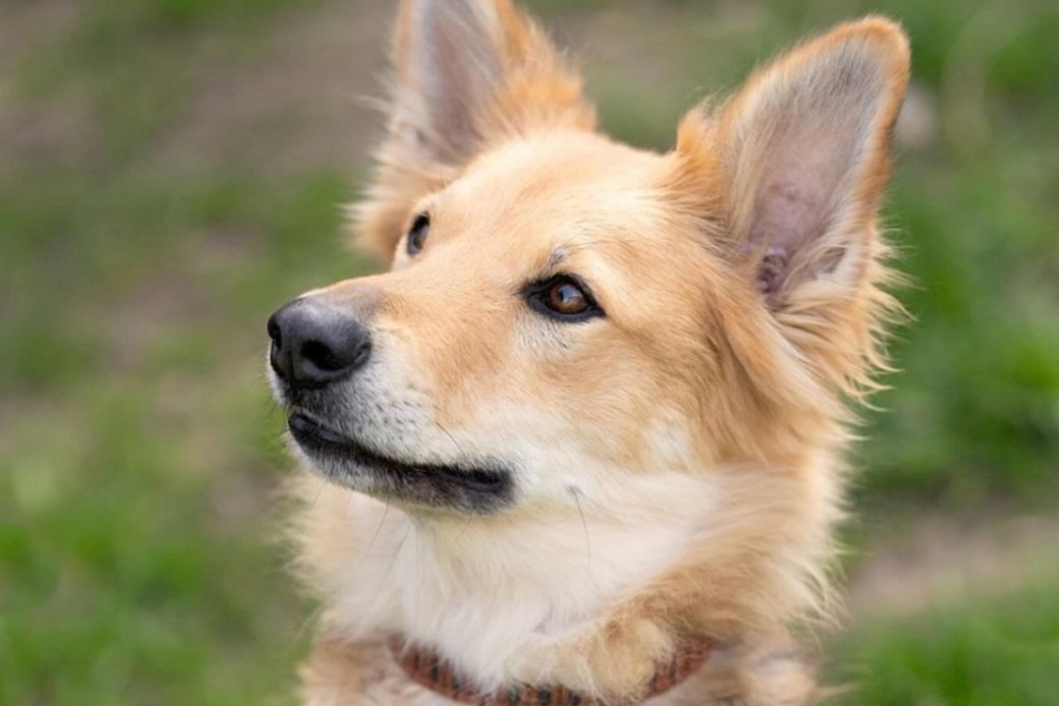 Schäferhund-Mischling Schnuppi sucht hundeerfahrene Menschen ohne Kinder.