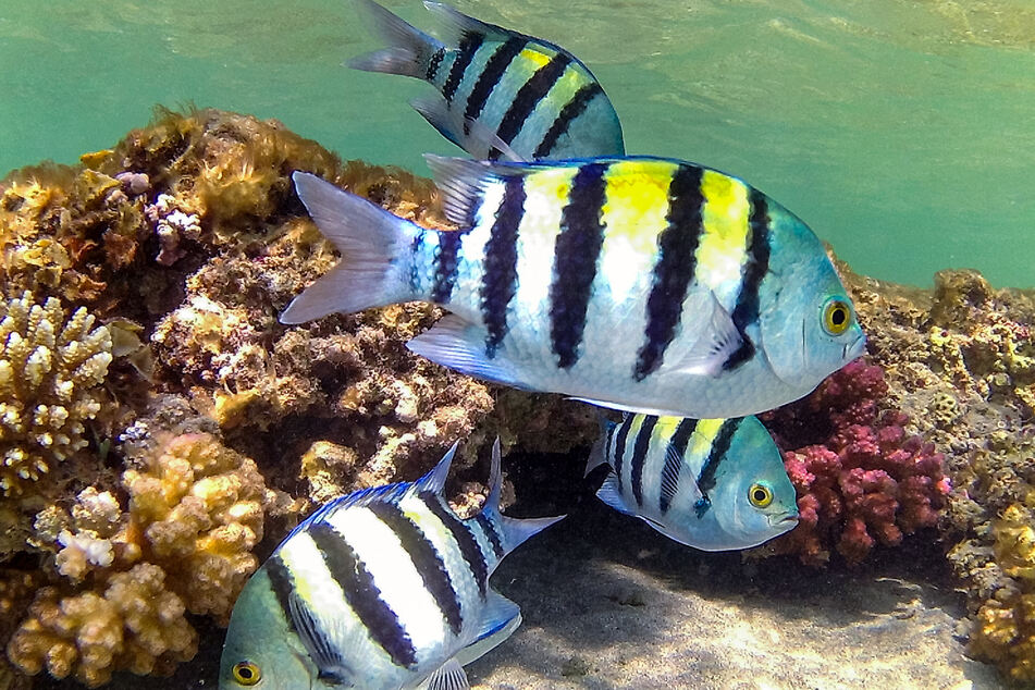 A school of sergeant major fish off the coast of Egypt in the Red Sea. The area could become the world's "last coral refuge" as global warming eradicates reefs elsewhere, researchers say.