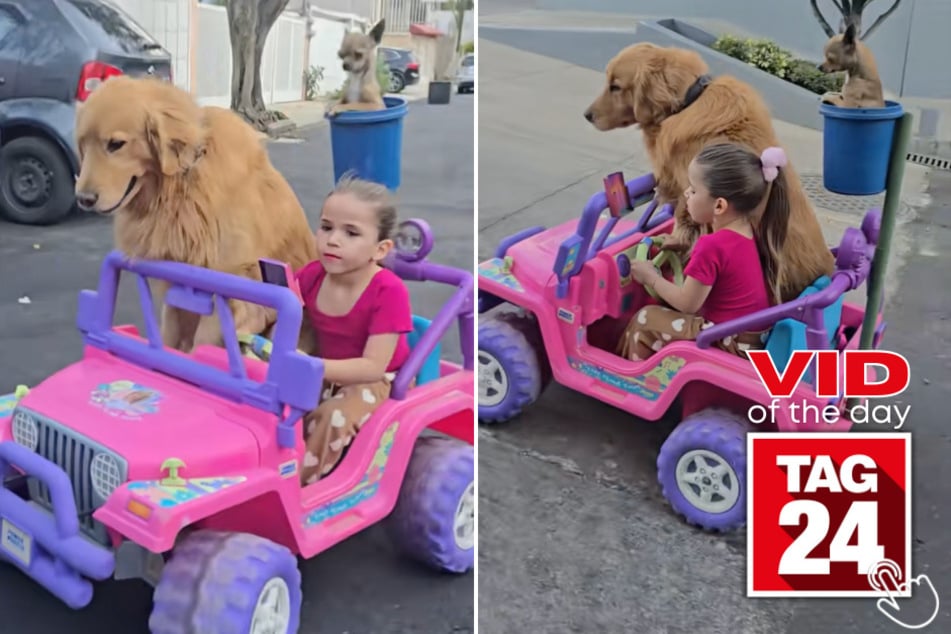 This little girl, her Barbie car, her golden retriever riding shotgun, and her chihuahua in a bucket on the back is the most wholesome thing you'll ever see!