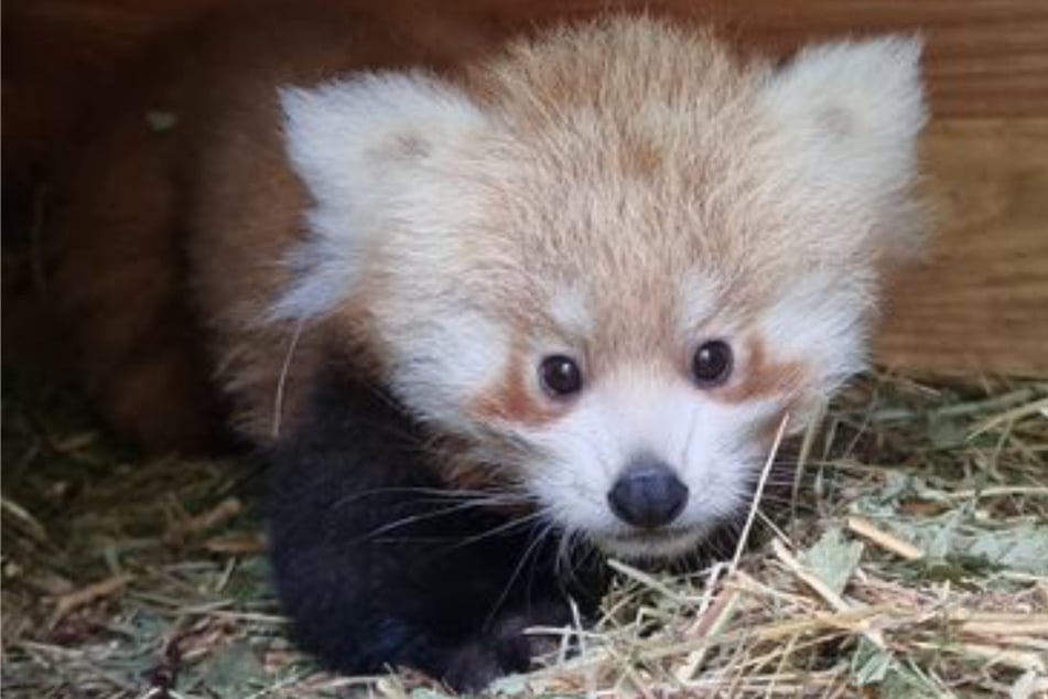 Berlin: Tierpark Berlin: Roter Panda bekommt Nachwuchs