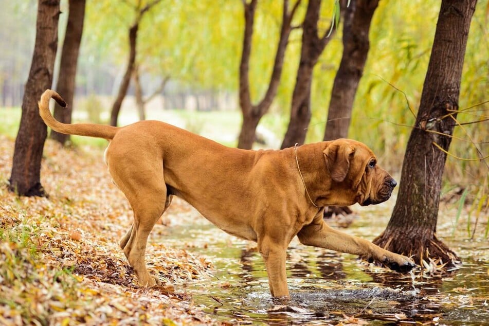 Mastiffs erreichen oft eine Höhe von 91 Zentimetern und können über 100 Kilogramm schwer werden.