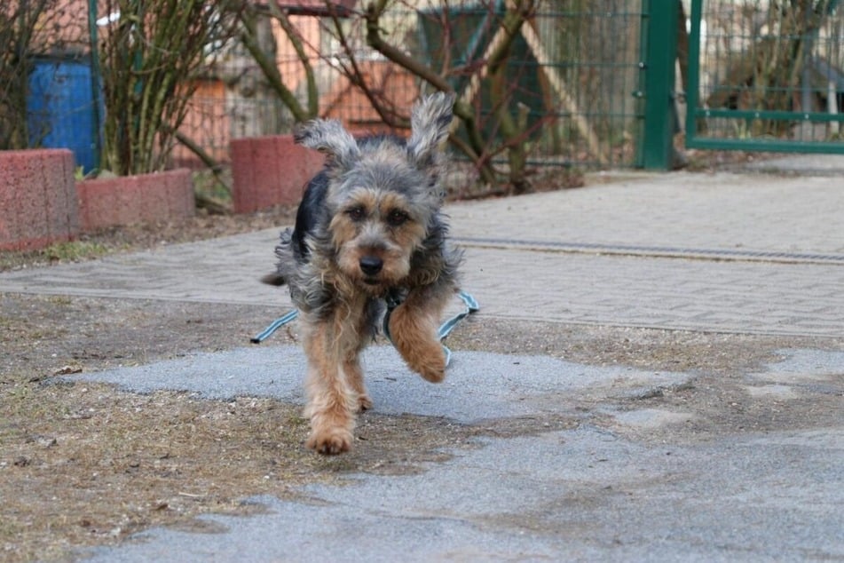 Bonnie ist eine fröhliche und lebensbejahende Hündin.
