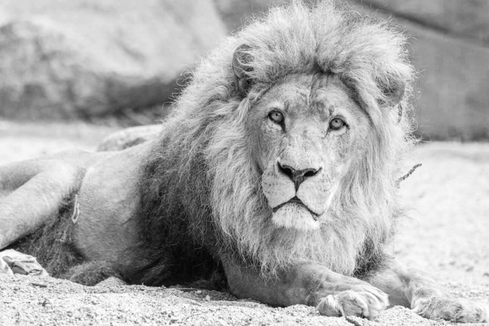 Löwe Nawiri musste am Freitag eingeschläfert werden.