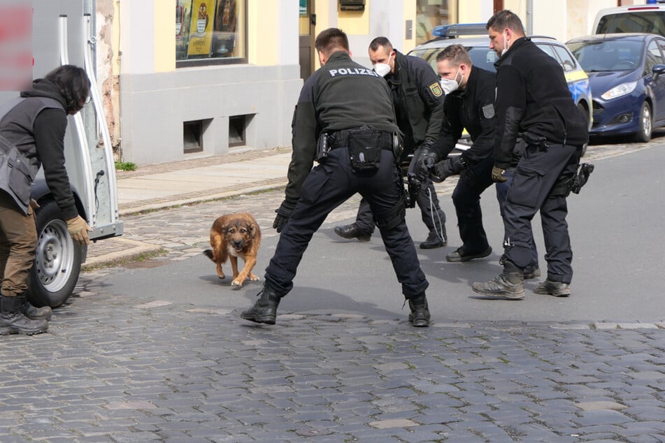 Augenscheinlich versuchten manche Tiere in Panik abzuhauen.