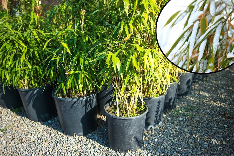 Unbeschadet durch den Winter: So sollte man Bambus im Topf überwintern