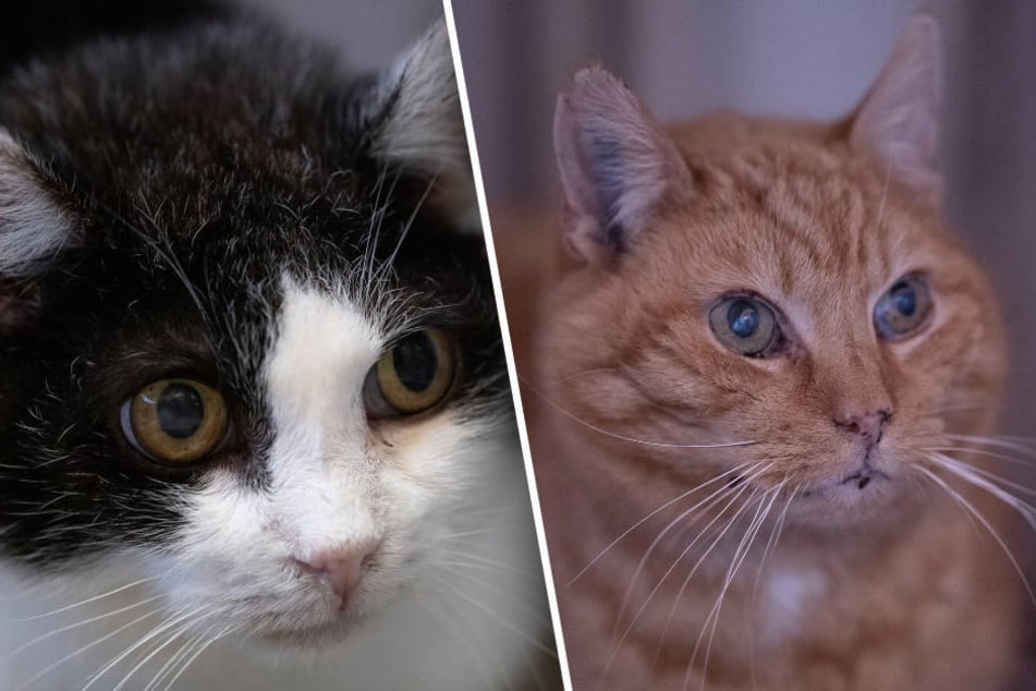 Katzen waren lange Zeit auf sich allein gestellt: Nun hofft das Tierheim auf ein Wunder