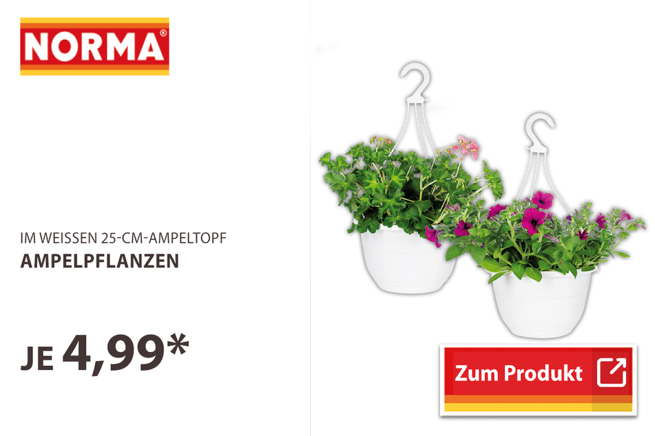 Ampelpflanzen