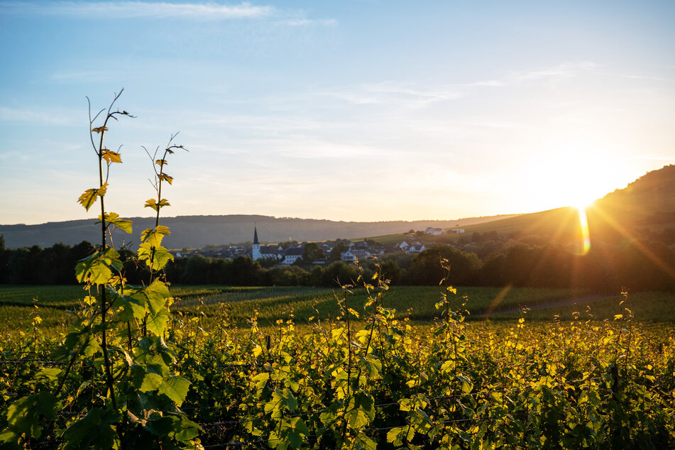 Schönes Wetter an der Mosel: In der ersten Wochenhälfte kann man es sich in der Weinbauregion gutgehen lassen.