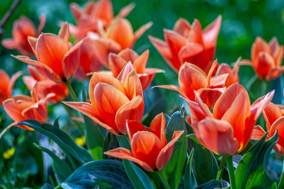 Schöne Zitate, Weisheiten und Sprüche über Blumen liest Du auf TAG24.