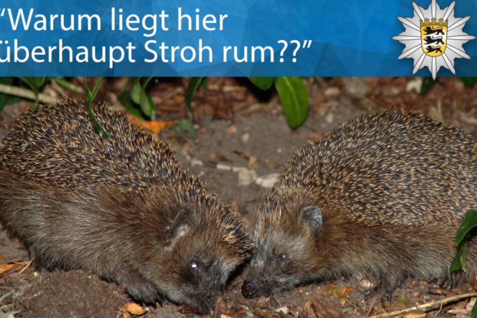 Das Liebesspiel zweier Igel in Radolfzell am Bodensee provozierte einen Polizeieinsatz.