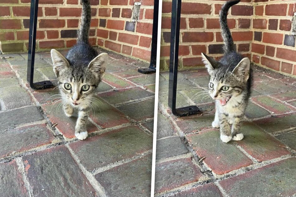 This kitten found a woman willing to rescue him at a bus stop in North Carolina.