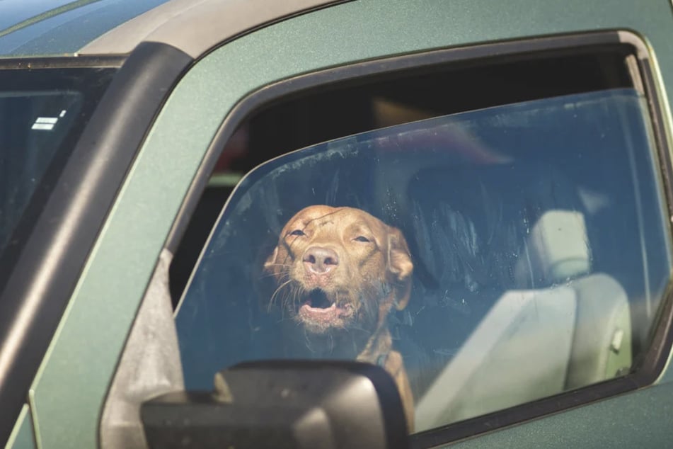 Mehrere Hunde waren offenbar bei hohen Temperaturen im Auto zurückgelassen worden. (Symbolfoto)
