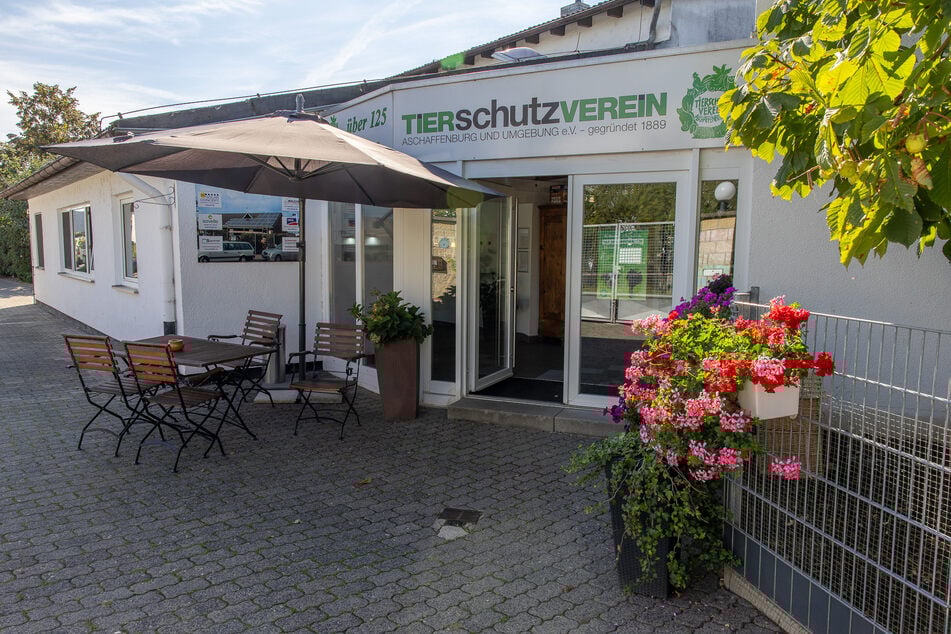 Aufgrund von Beißvorfällen landete Prada bereits zum zweiten Mal im Aschaffenburger Tierheim.
