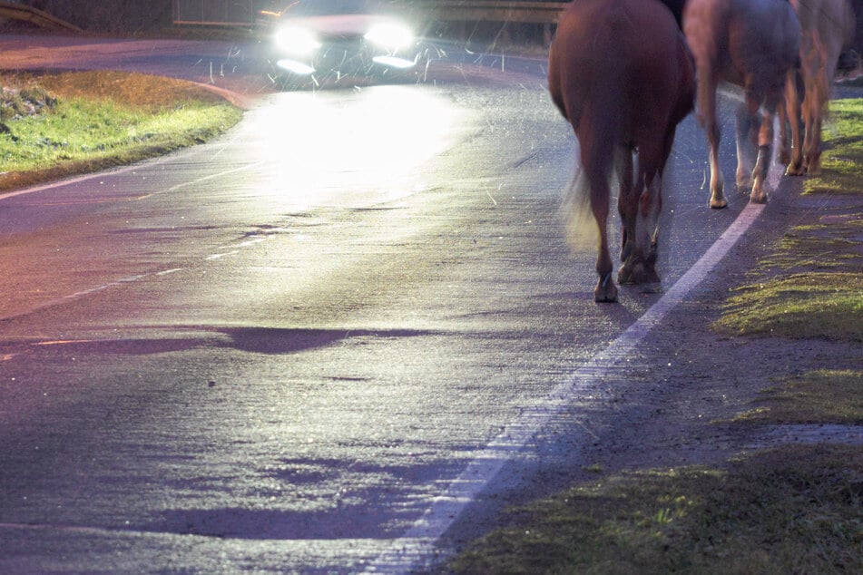 Die Autofahrerin wurde von gleich vier Pferden auf der Straße überrascht. (Symbolbild)