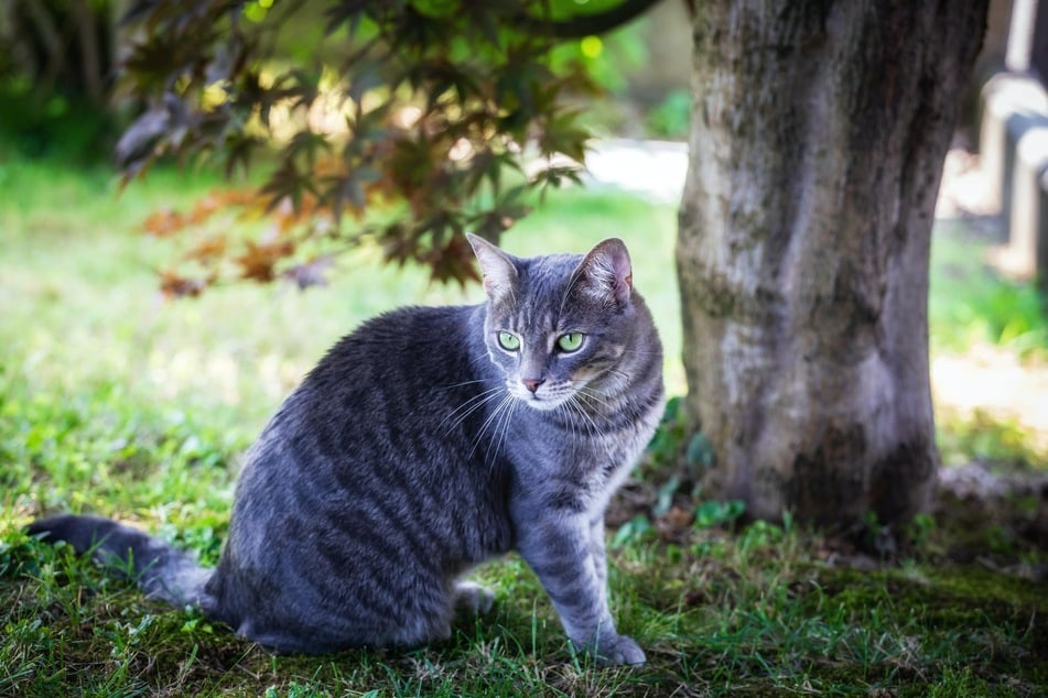 Cats will stay away from areas that have certain fragrances.