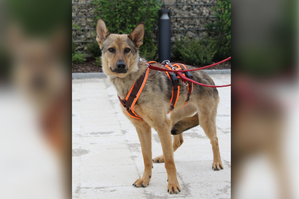 Lizzy hat bisher noch nicht viel gelernt und sucht nun ein verantwortungsvolles Zuhause.