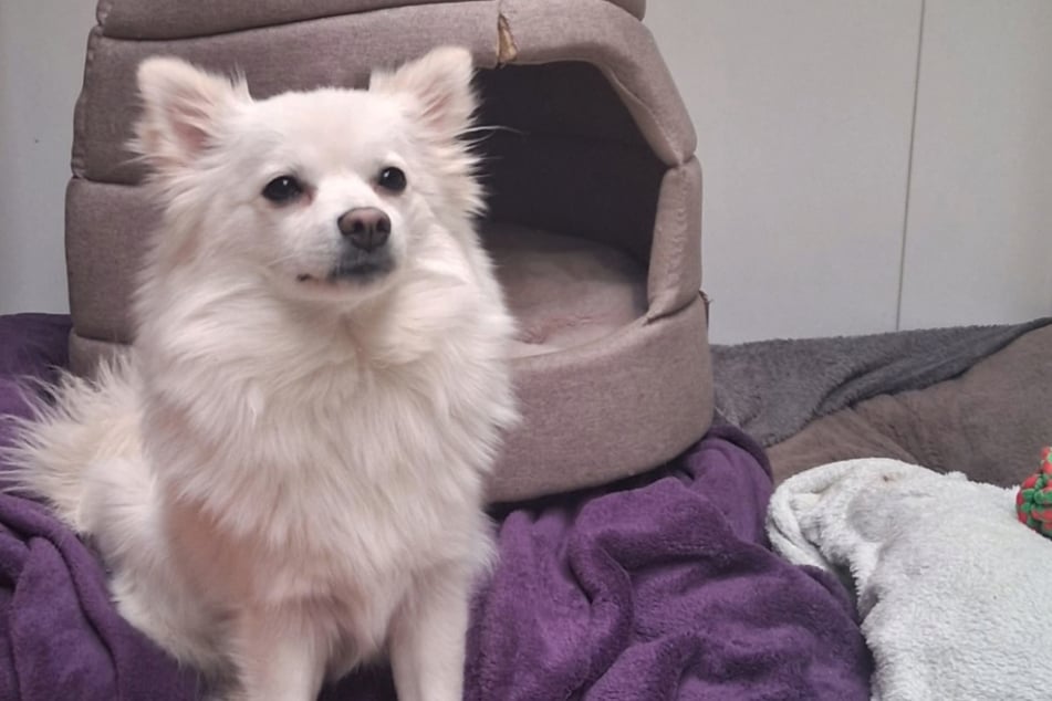 Zara kam vor einiger Zeit als Fundhündin ins Troisdorfer Tierheim.