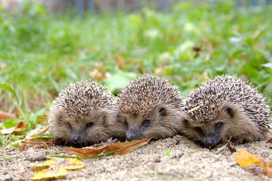 Igel sind jetzt besonders aktiv, weil sie sich Winterspeck für die kalte Jahreszeit anfressen müssen.