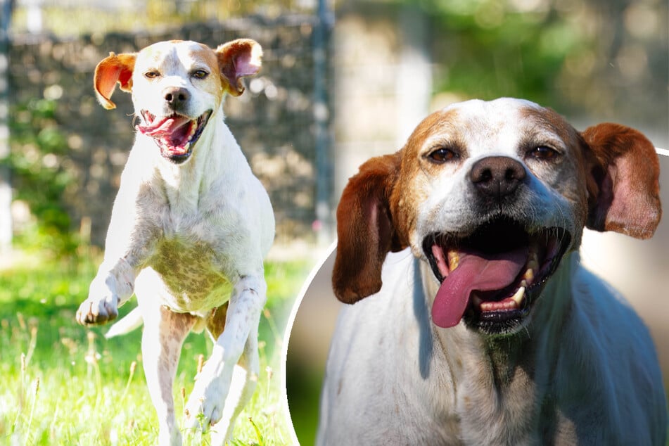 Pointer-Mix Sam sehnt sich nach einem neuen Zuhause.