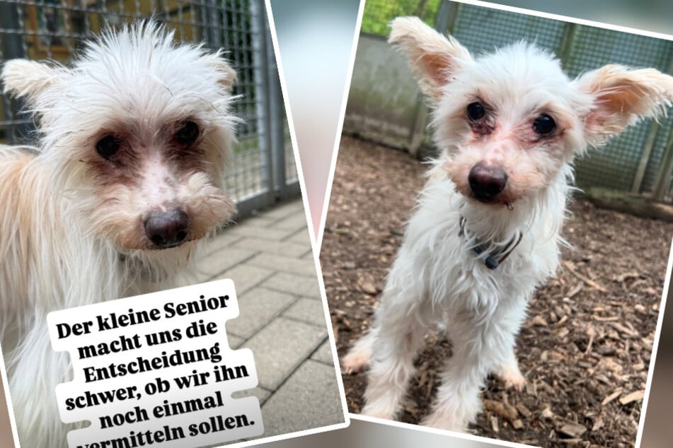 Geben die Tierretter diesen kleinen Schatz auf vier Pfoten noch einmal zur Vermittlung frei?