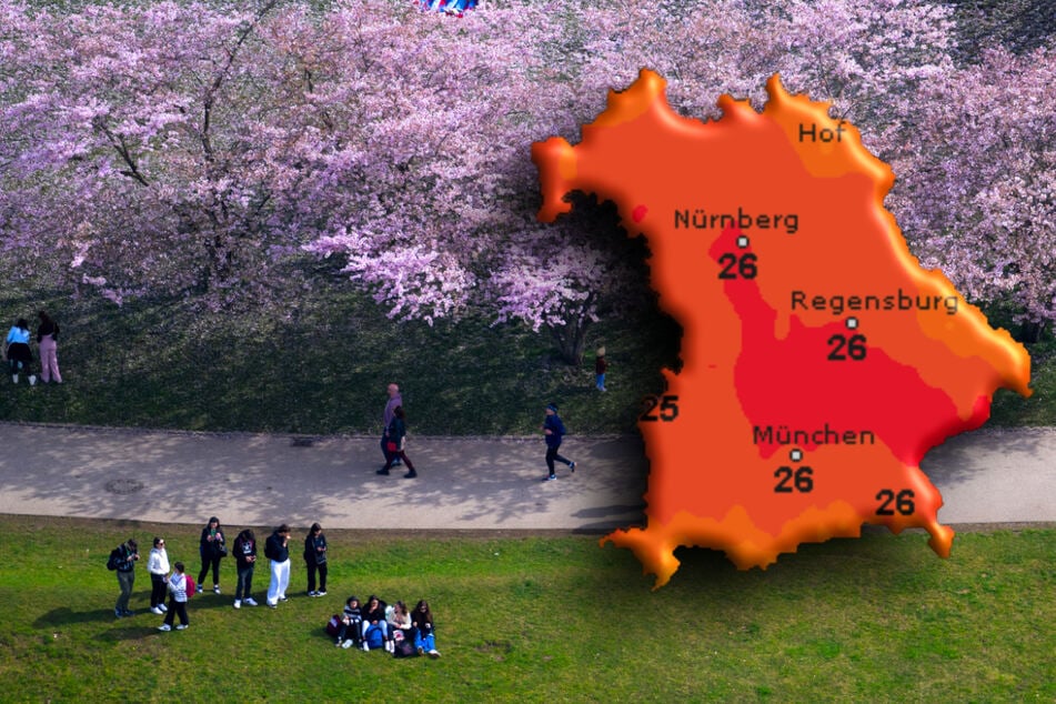 Bei sommerlichen Temperaturen lassen sich die Kirschblüten im Münchner Olympiapark noch prächtiger genießen.