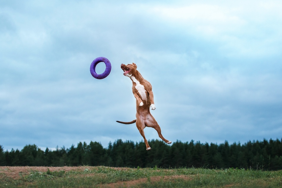 Ein Frisbee fördert Sprungtalente und bringt jede Menge Aktion. (Symbolbild)