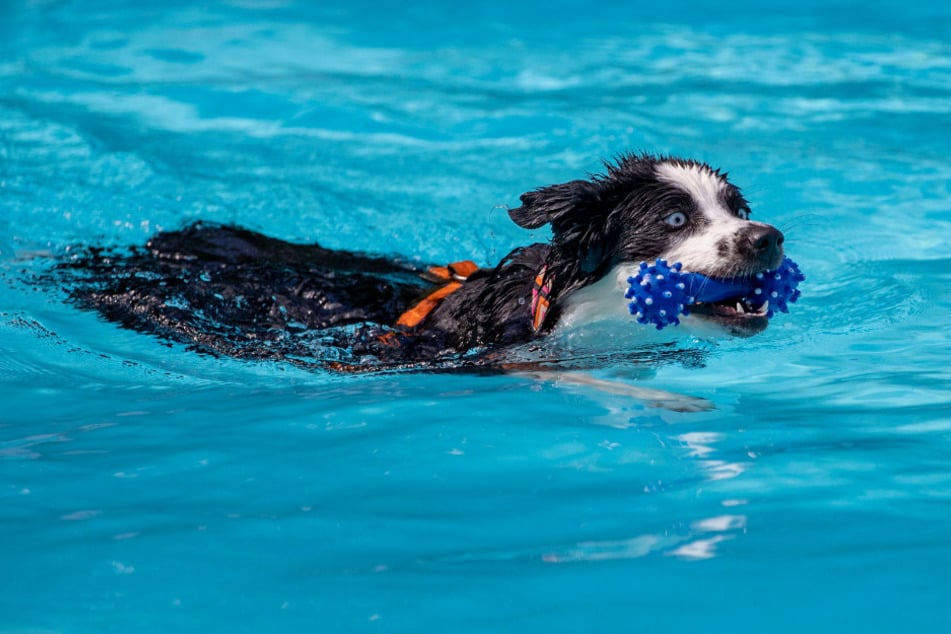 In vielen Freibädern ist das Hundeschwimmen mittlerweile Tradition. (Symbolbild)