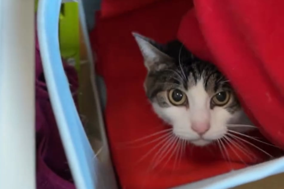 Der scheue Kater zog vor rund drei Monaten in ein neues Leben.