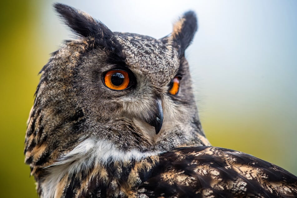 Im Nistkasten ist wieder ein Uhu-Pärchen heimisch. Ob es Hugo und Lisbeth sind?