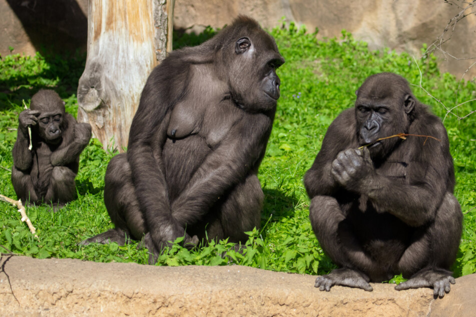 Gleich eine ganze Familie der seltenen Tierart wurde gesichtet. (Symbolbild)