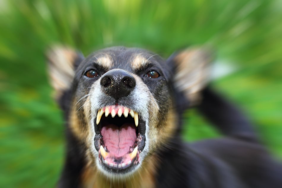 Ein Hund attackierte im Erzgebirge einen Jungen (8). Dabei wurde das Kind leicht verletzt. Die Tierrechtsorganisation PETA fordert nun einen Hundeführerschein in Sachsen. (Symbolbild)