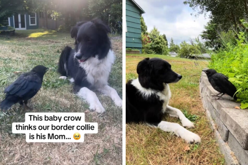 Border Collie und Krähe werden beste Freunde: Bewegende Tier-Beziehung geht viral