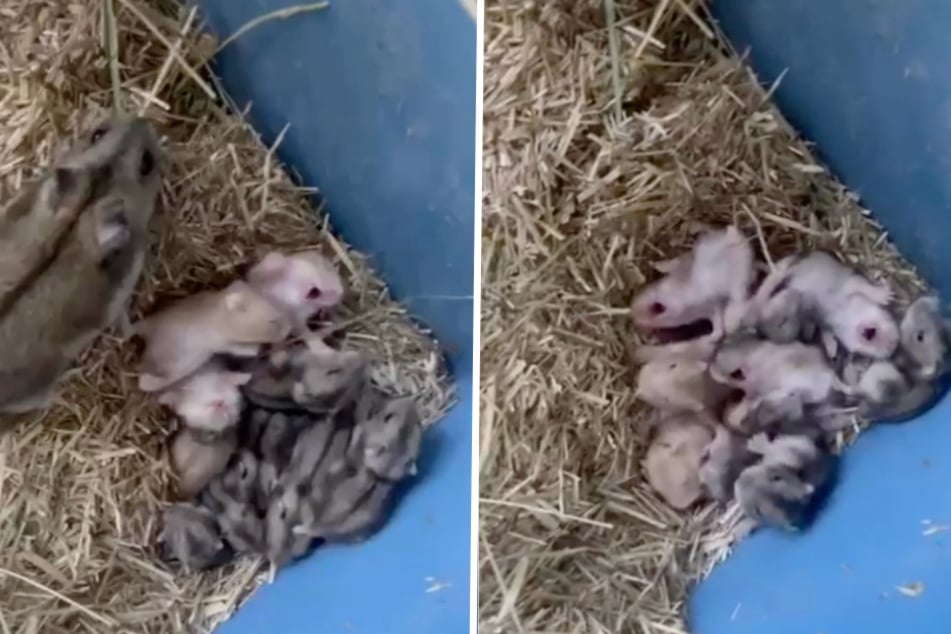 Auf dem Rücken liegend und mit weit aufgesperrten Mund machten die Babys klar, dass sie Hunger hatten.