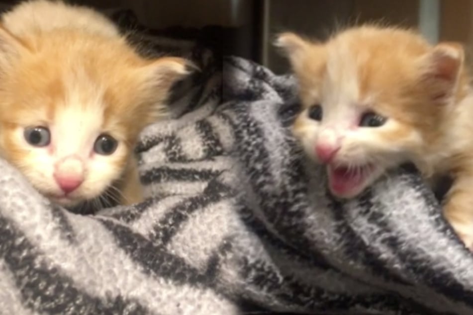 Two-week-old baby cat abandoned in front of vet's office