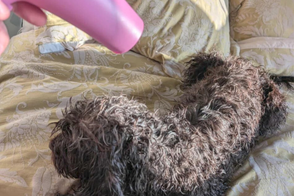 Durante una semana, Molly, a quien aquí le secan el pelo con cariño, fue arrancada de su casa.